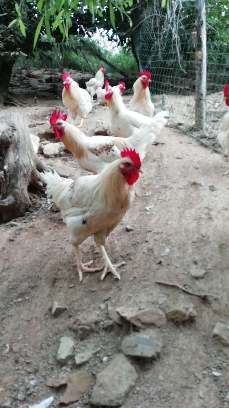 会爬山的大公鸡🐔