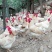 会爬山的大公鸡🐔