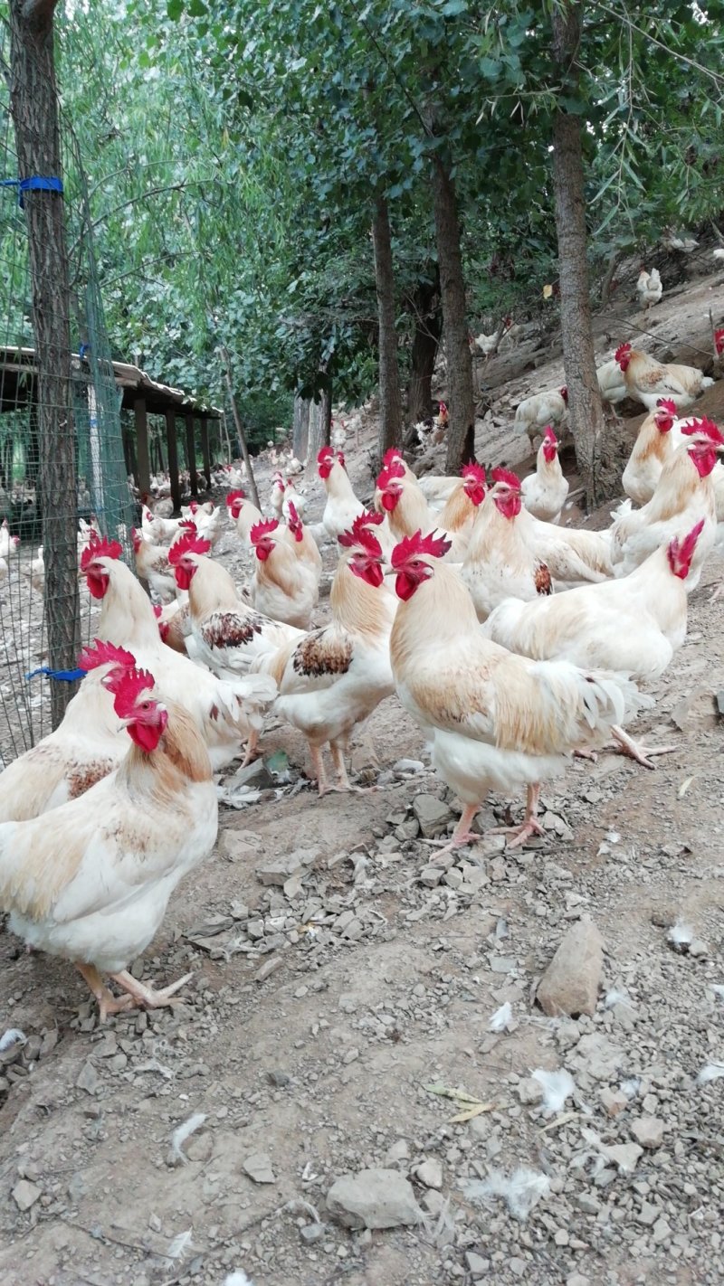 会爬山的大公鸡🐔