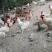 会爬山的大公鸡🐔