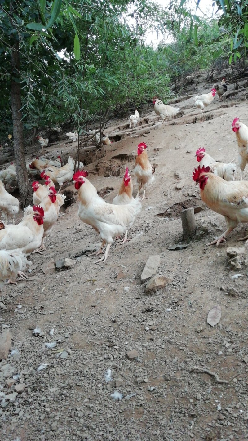 会爬山的大公鸡🐔