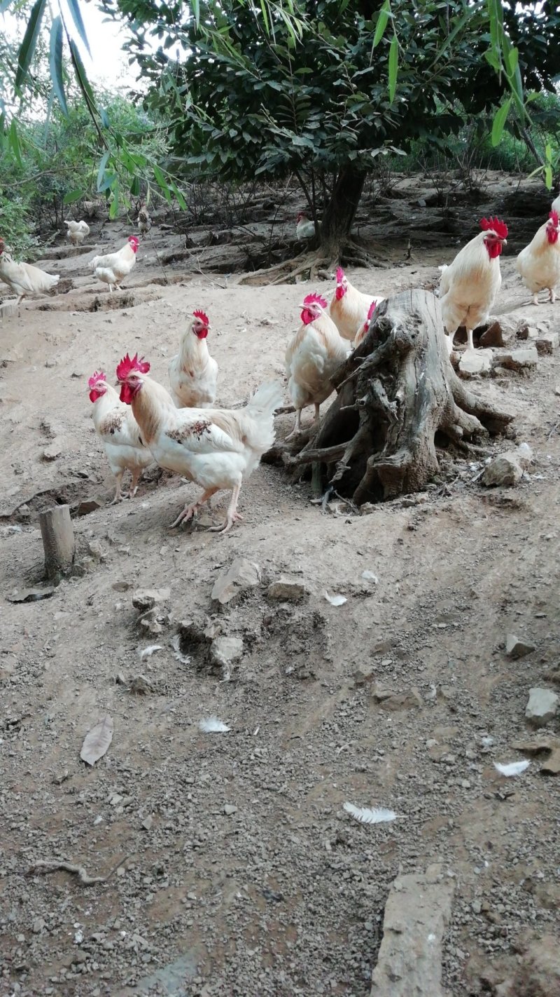 会爬山的大公鸡🐔