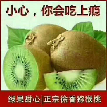 徐香猕猴桃