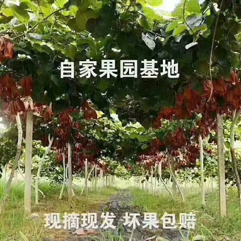 徐香猕猴桃