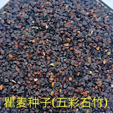 瞿麦种子