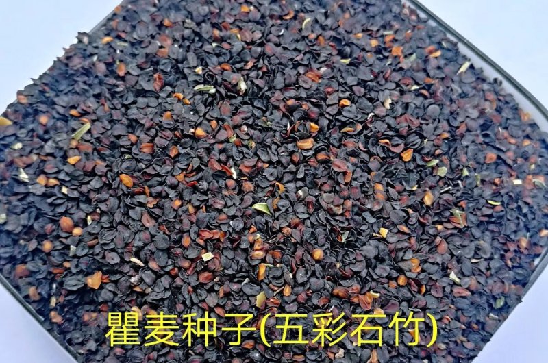 瞿麦种子