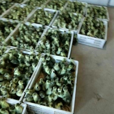 狮头鹅苗