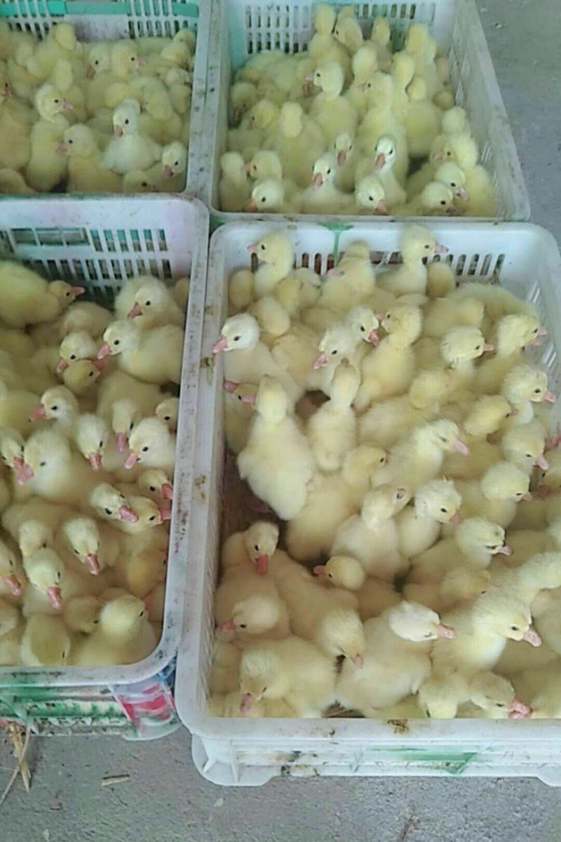 狮头鹅苗