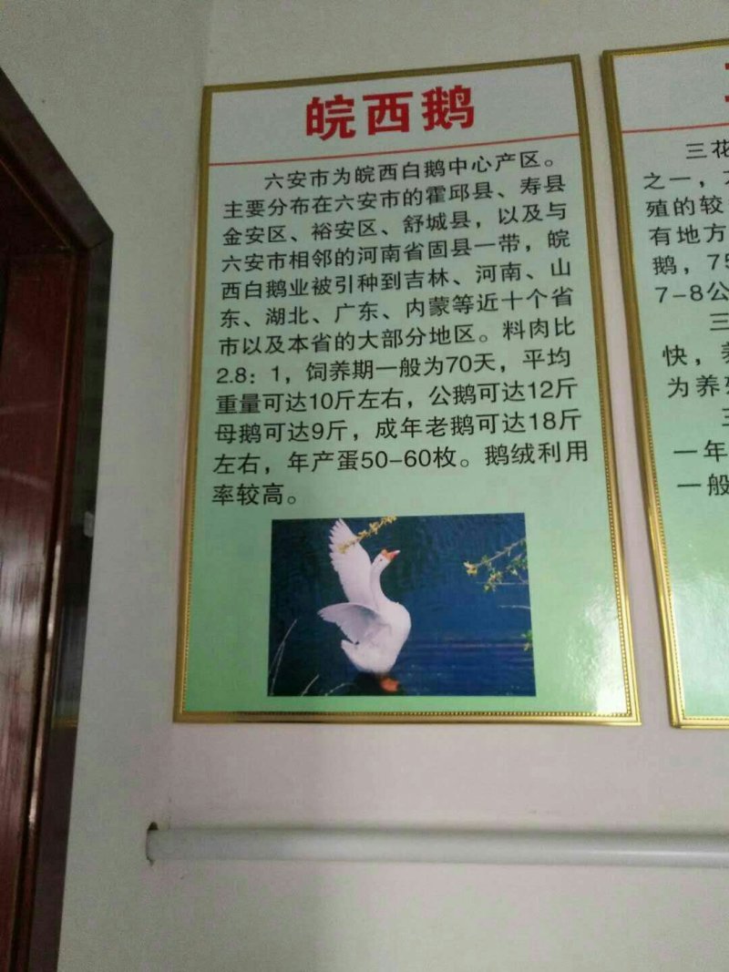 狮头鹅苗