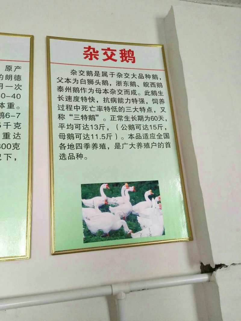 狮头鹅苗