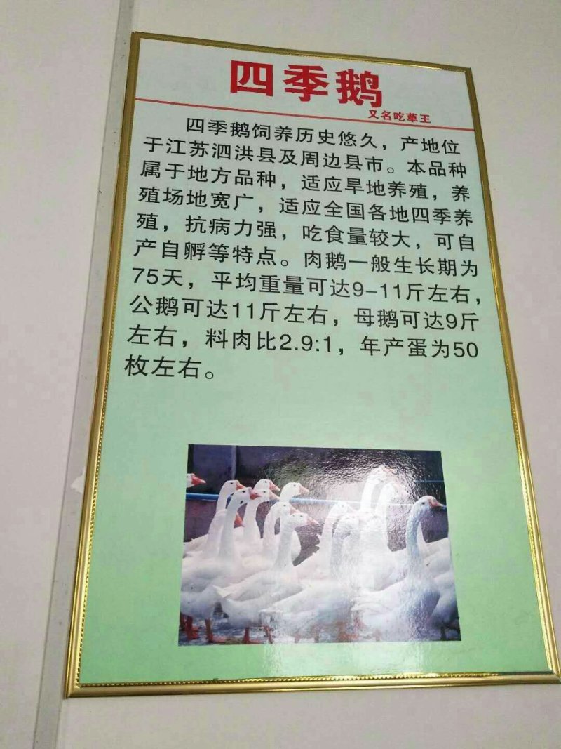 狮头鹅苗
