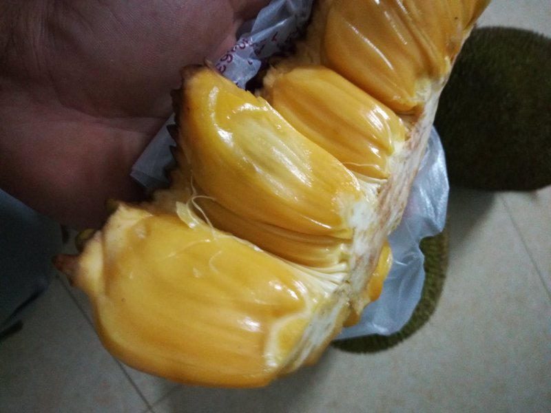 泰国马来一号，菠萝蜜polo