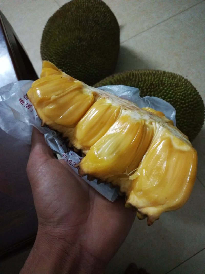 泰国马来一号，菠萝蜜polo