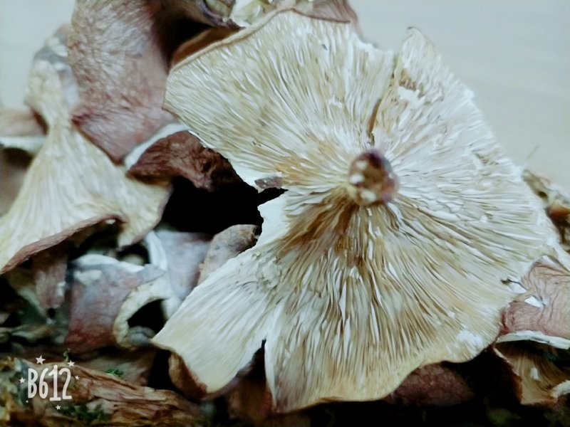 藏区特产2018新品喇叭菌野生蘑菇野生菌煲汤养生