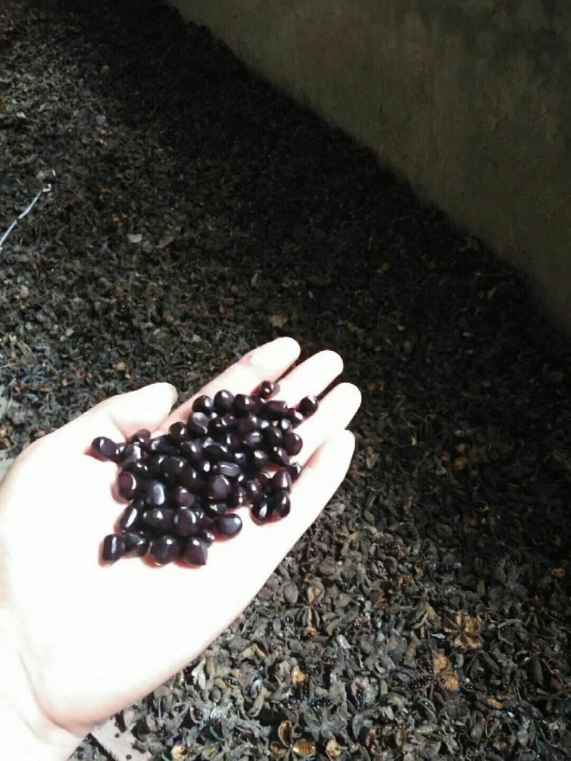 芍药种子，赤芍种子，赤芍，山东白芍