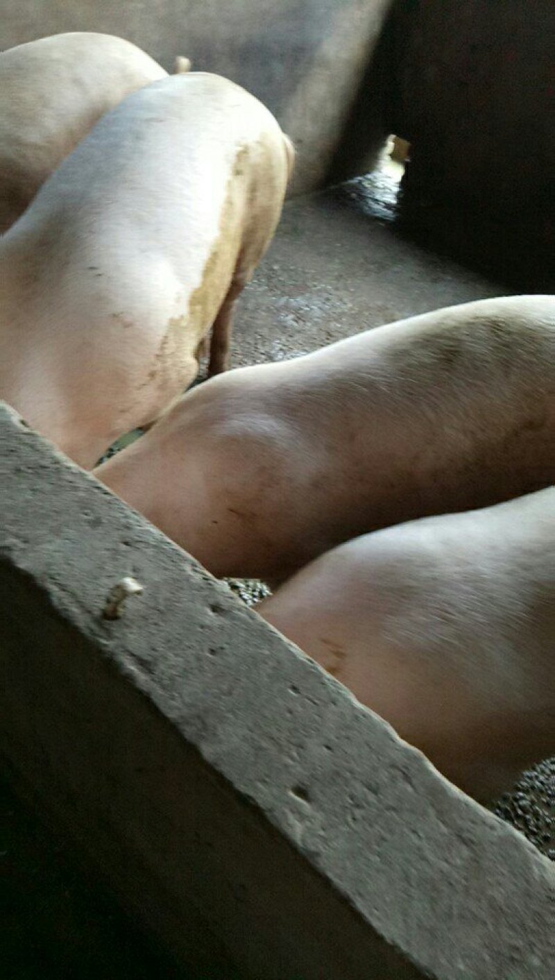 生态猪