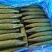 黄瓜25公分以上干花带刺