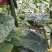 黄瓜25公分以上干花带刺