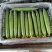 黄瓜25公分以上干花带刺