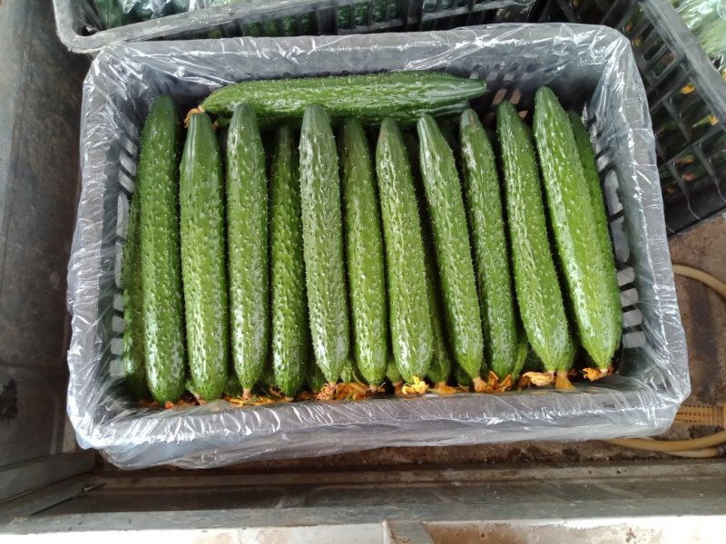 黄瓜25公分以上干花带刺