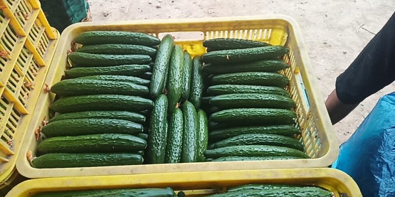黄瓜25公分以上干花带刺