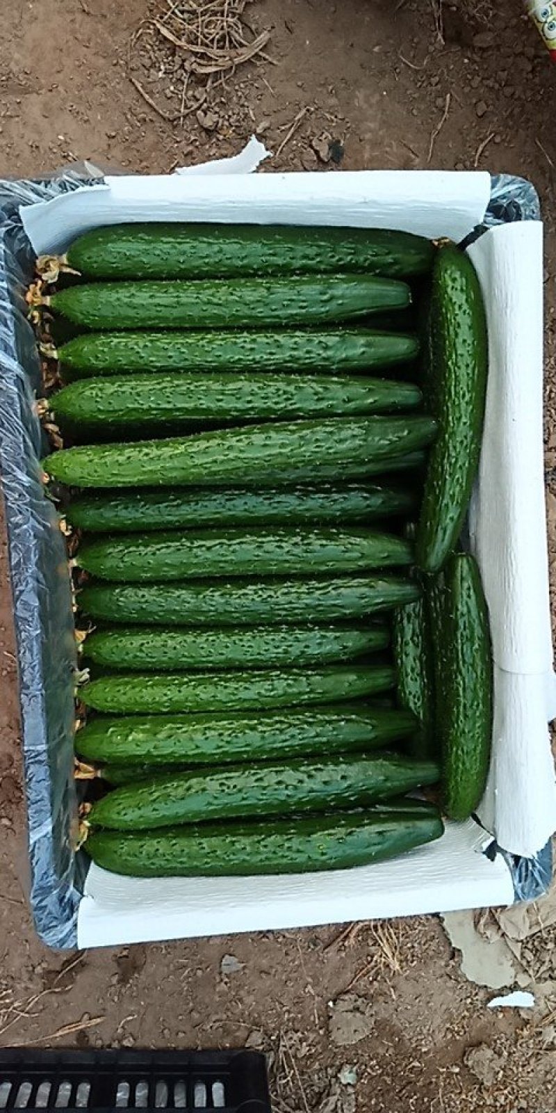 黄瓜25公分以上干花带刺