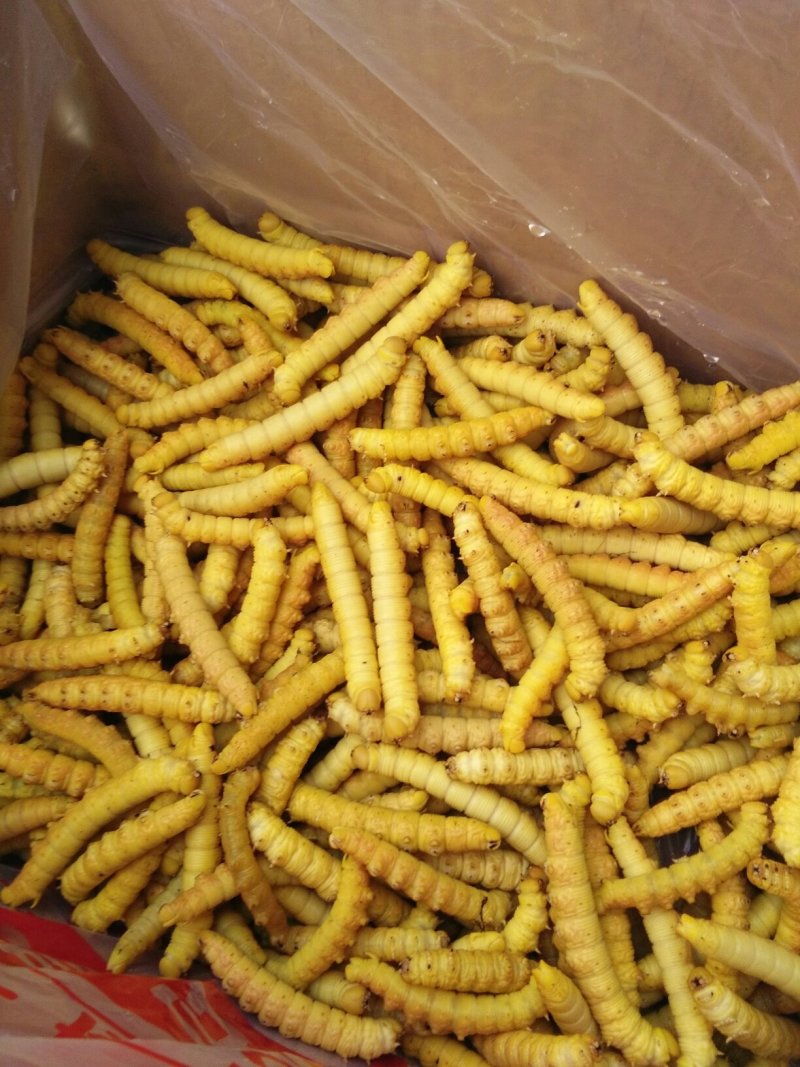 豆虫