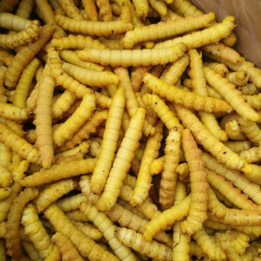 豆虫