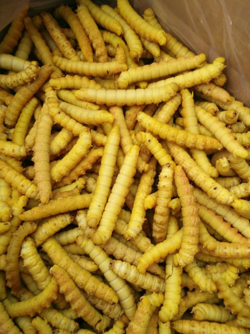 豆虫
