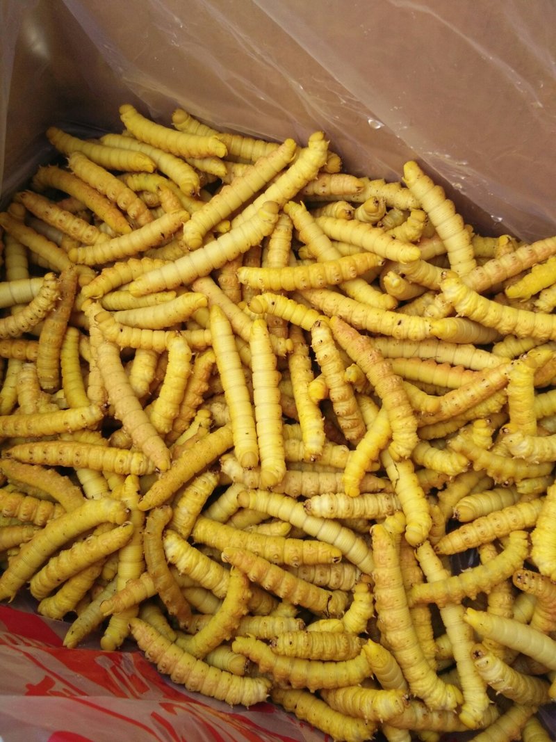豆虫