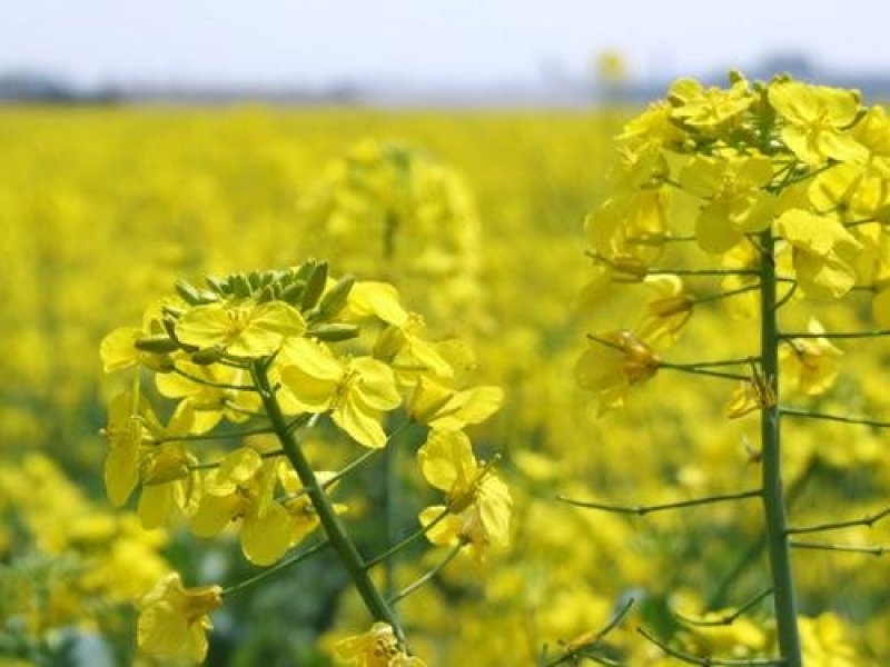 2018国审油菜品种含油大产量高杂交种非转基因