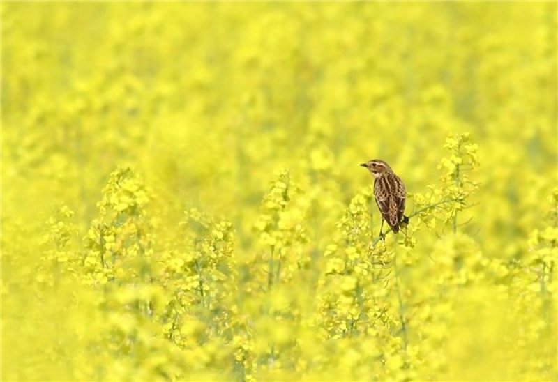 2018国审油菜品种含油大产量高杂交种非转基因