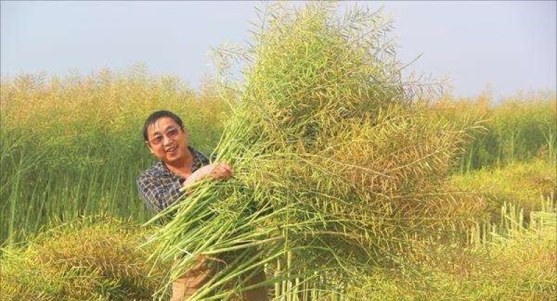2018国审油菜品种含油大产量高杂交种非转基因