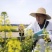 2018国审油菜品种含油大产量高杂交种非转基因