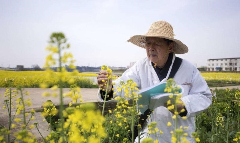 2018国审油菜品种含油大产量高杂交种非转基因