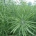 2018国审油菜品种含油大产量高杂交种非转基因