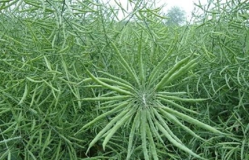 2018国审油菜品种含油大产量高杂交种非转基因