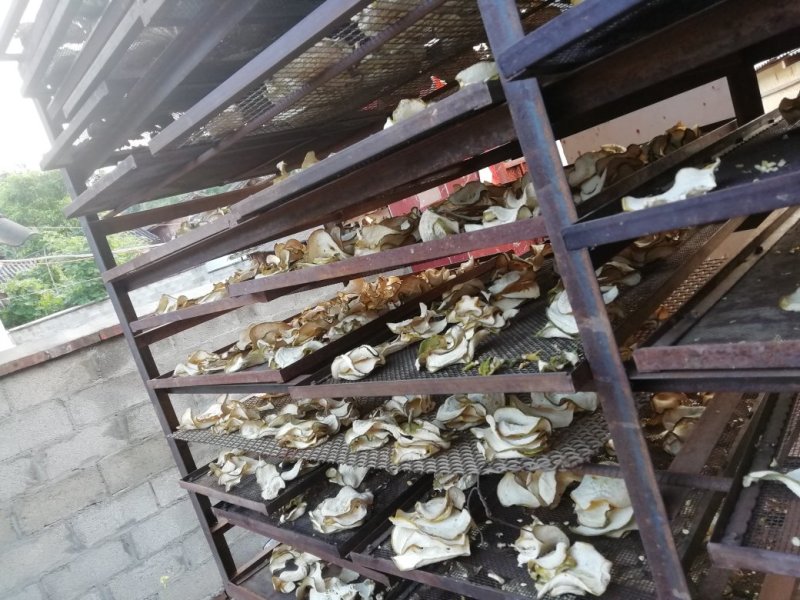 香橼干片热卖中