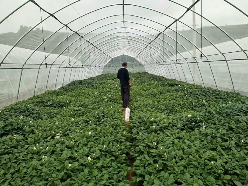 荷兰十五原种2两以上通货