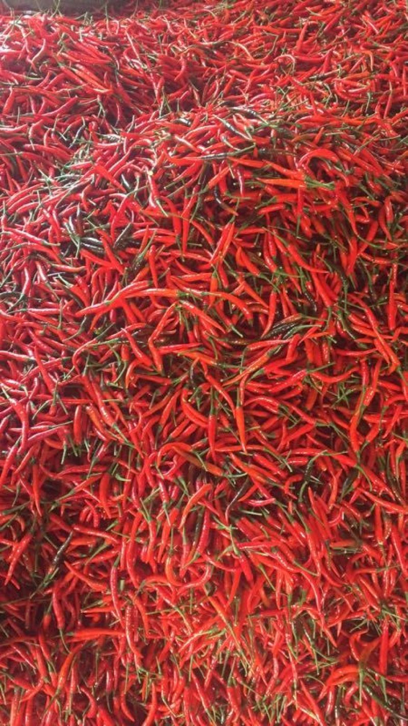 天宇，艳红，线椒。