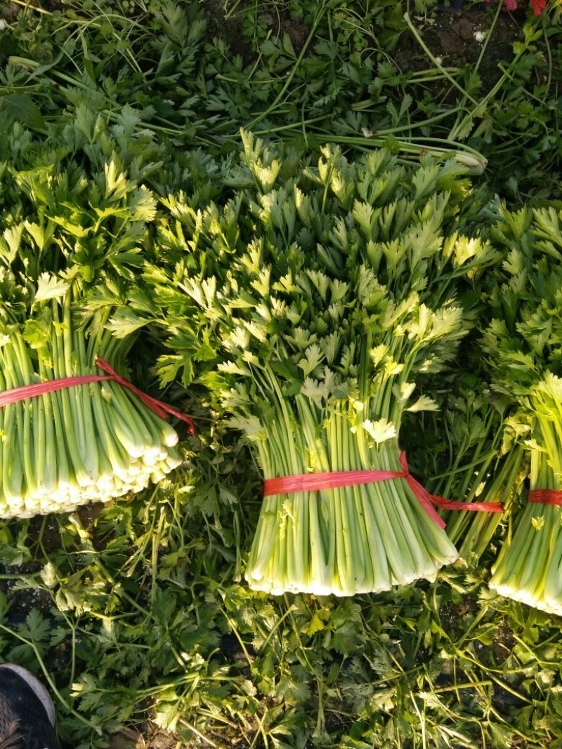 西芹