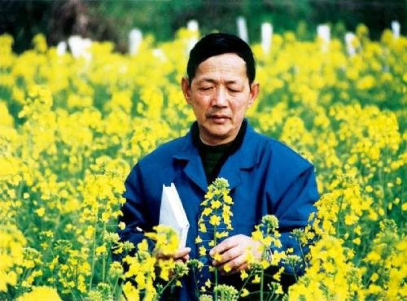 秦优17油菜种子抗冻抗旱大粒稳产非转基因杂交种