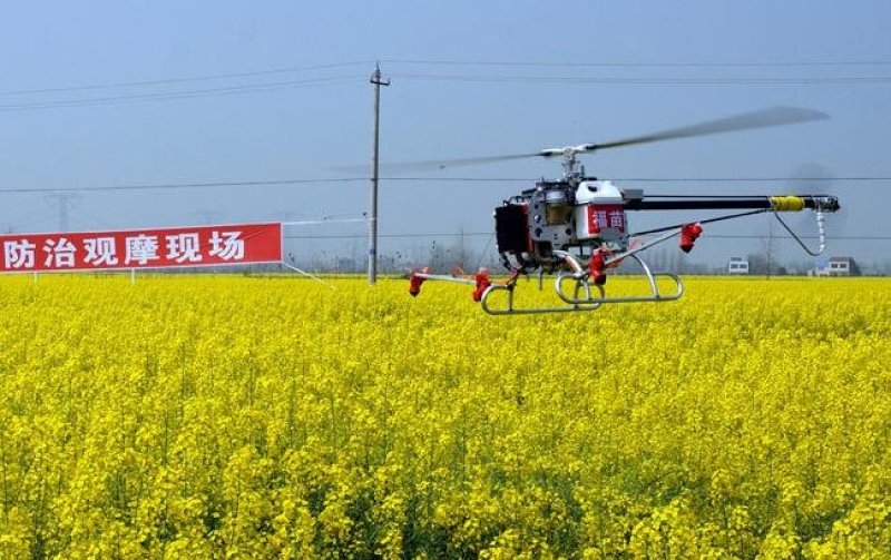 秦优17油菜种子抗冻抗旱大粒稳产非转基因杂交种