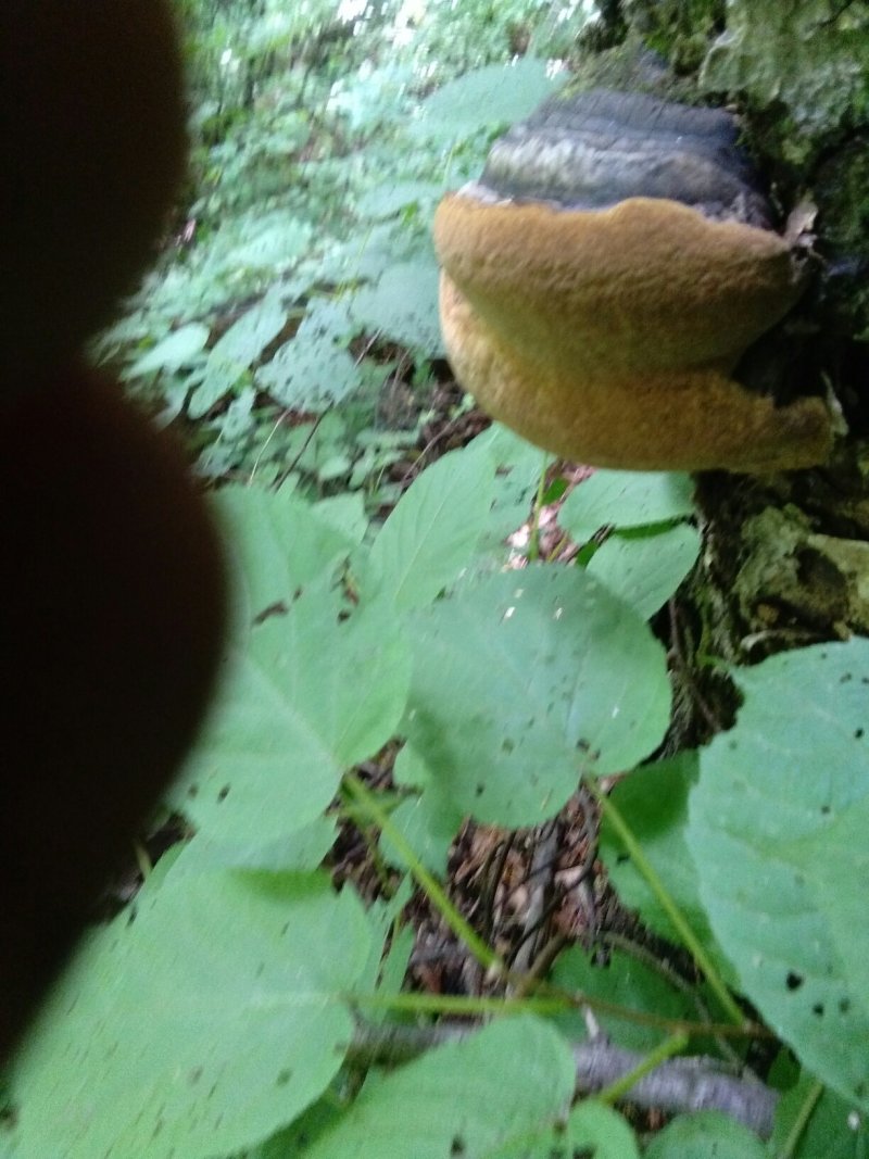 长白山张广才岭纯野生火木层孔菌裂蹄桑黄桦树，秋树上接的