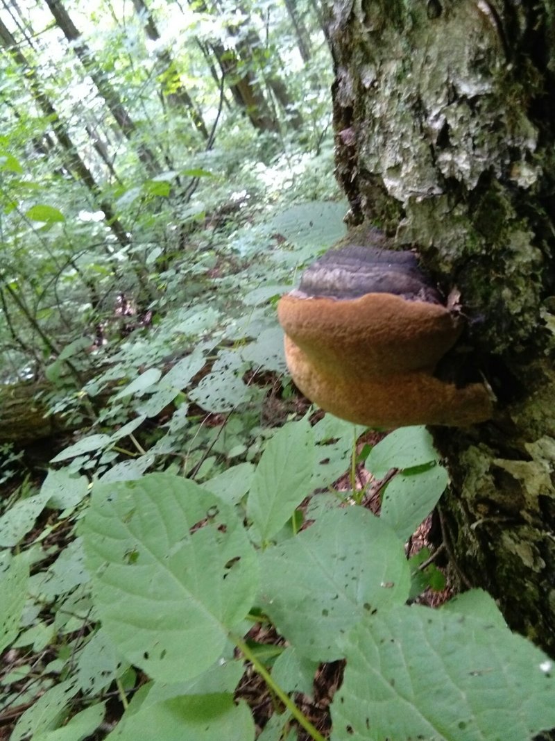 长白山张广才岭纯野生火木层孔菌裂蹄桑黄桦树，秋树上接的