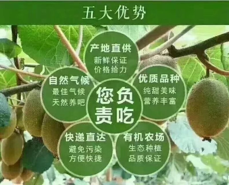 秦美猕猴桃