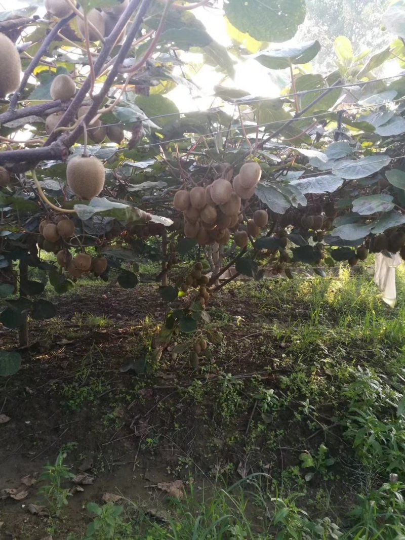 秦美猕猴桃