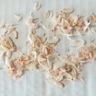 特级虾皮