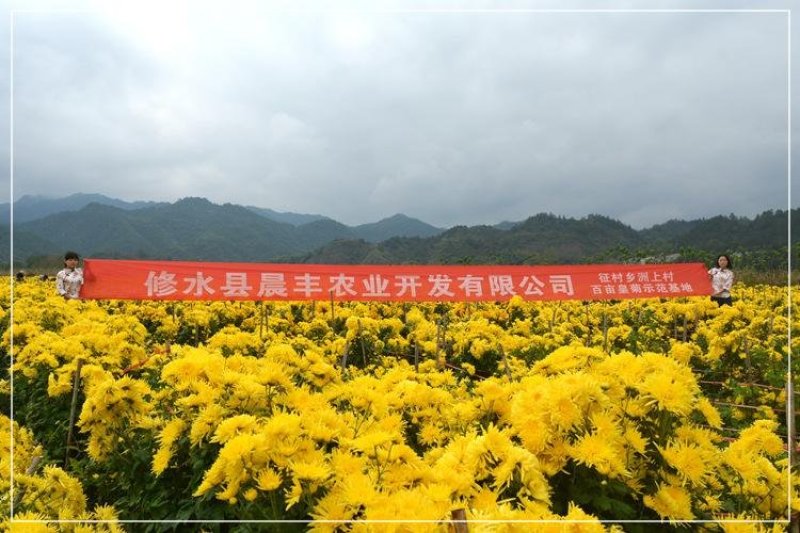 菊花烘干机金丝皇菊烘干机蓝天牌药菊秋菊雪菊烘干机
