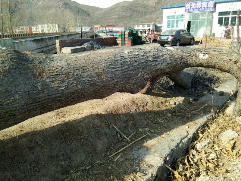 根雕原料